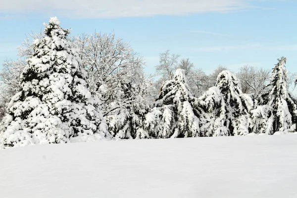Beautiful View Trees Covered Snow Day Snow Storm — Stock Photo, Image