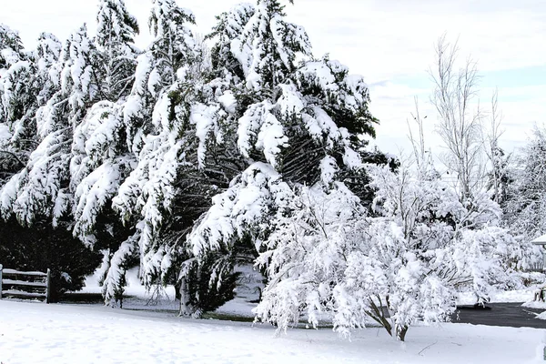 Árboles Cubiertos Nieve Medio Ventisca —  Fotos de Stock