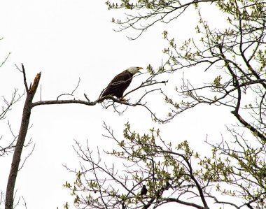 Şube ağaçlarda sulak alanları içinde yavrularını koruyan yüksek kel kartal tünemiş