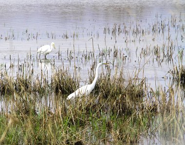 Sorguçlar otlar sulak alanlar, su içinde