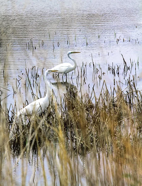 Grandes Egrets Vagando Nas Águas Nas Zonas Húmidas Procura Comida — Fotografia de Stock