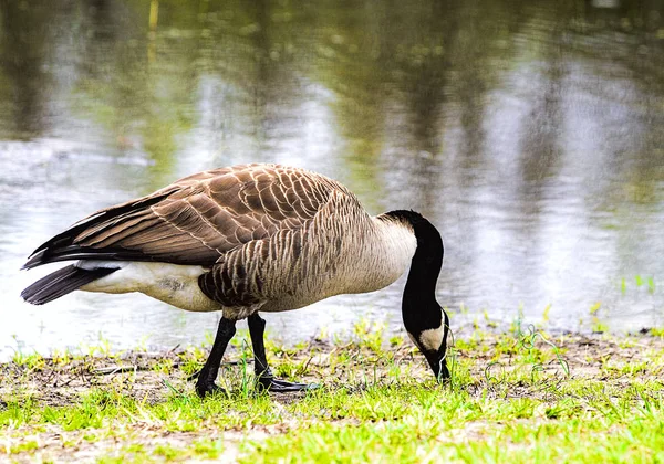 Große Gänsefütterung Durch Wasser Den Feuchtgebieten — Stockfoto