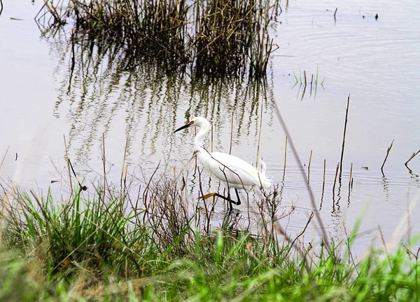 Grandes Aigrettes Pataugeant Dans Les Eaux Des Zones Humides Recherche — Photo