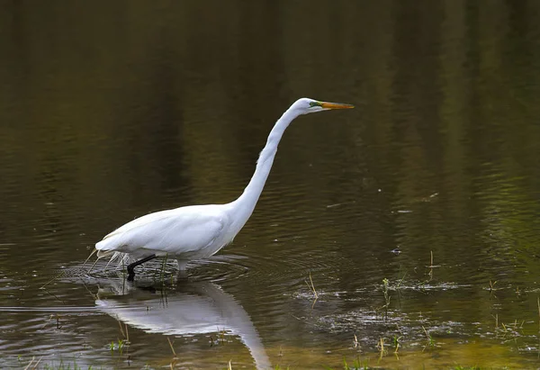 Besar Egrets Mengarungi Perairan Lahan Basah Mencari Makanan Refleksi Dalam — Stok Foto