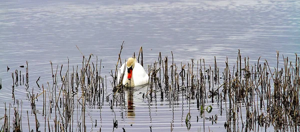White Swan Swimming Wetlands Reeds Grasses Water — Stock Photo, Image