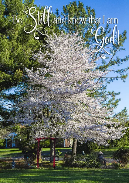 春秋时节 美丽的大樱桃树盛开的自然景观 中的一句话 安静点 知道我是神 — 图库照片