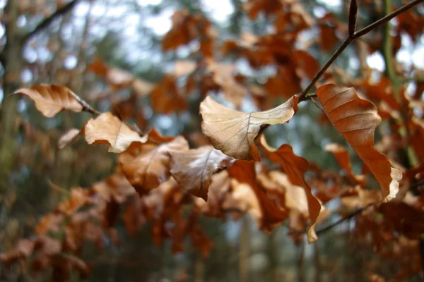 Feuilles Brunâtres Fanées Sur Une Brindille Gros Plan — Photo