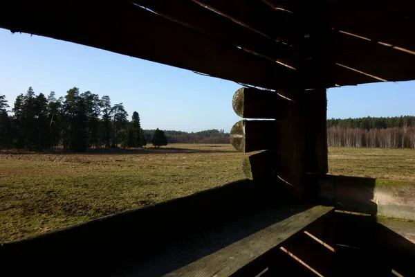 Forest landscape as seen from an elevated hunting blind
