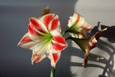 Amaryllis saksı bitkisi çiçek açtı, yakın plan