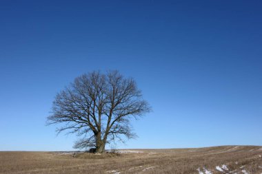 Çıplak yalnız ağaç, berrak mavi gökyüzü, manzara...