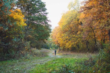 Sıcak güneş ışığıyla aydınlatılan ormanda tek başına yürüyüş yapan genç bir kız. Sonbahar altın rengi sahnesi.