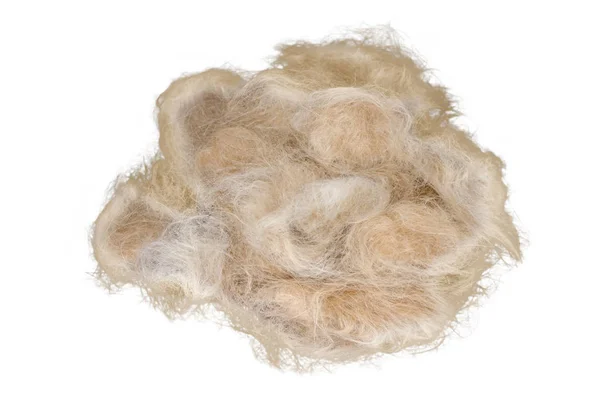 Cat hair isolated on white background — Stock Photo, Image
