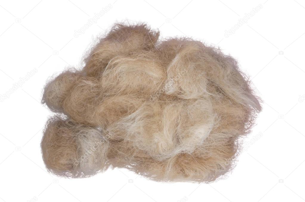 Cat hair isolated on white background
