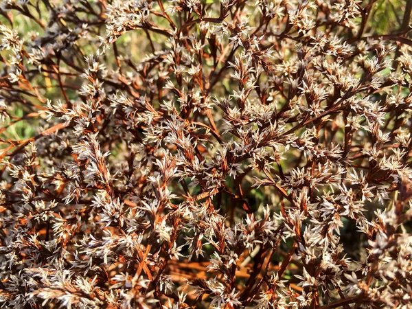 Flores em um arbusto selvagem — Fotografia de Stock