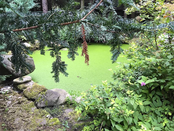 Decorative wild pond overgrown with plants — Stock Photo, Image