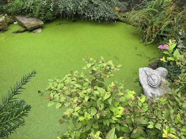 Decorative wild pond overgrown with plants — Stock Photo, Image