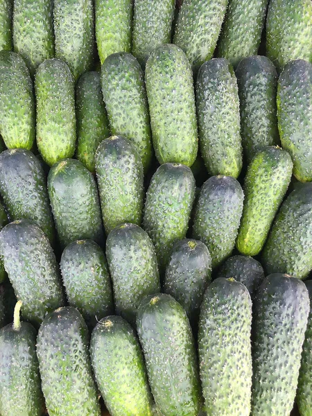 Gröna färska gurkor jämnt fördelade — Stockfoto