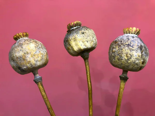 Trois boîtes de fruits à coquelicot séchés mûrs sur fond rose — Photo