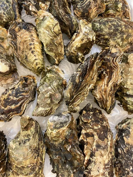 Oysters with closed shell flaps — Stock Photo, Image