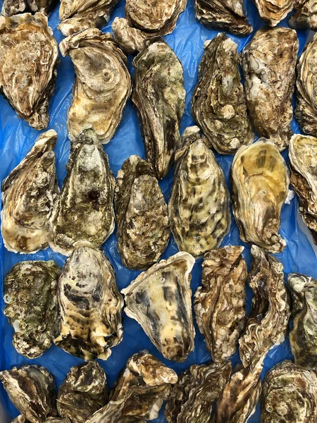 Raw Oysters Closed Shell Flaps Blue — Stock Photo, Image