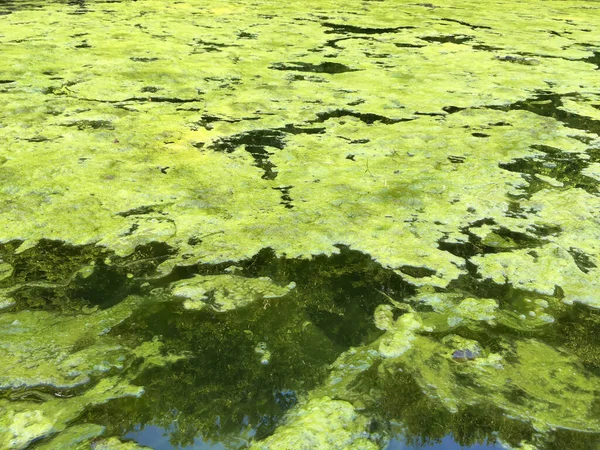 水面上的绿色沼泽泥 — 图库照片