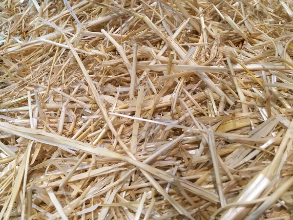 Agricultural Background Dried Hay Straw Close — Stock Photo, Image