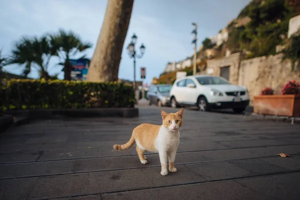 Портрет Дикої Червоної Кішки Розслабляється Вулиці — стокове фото