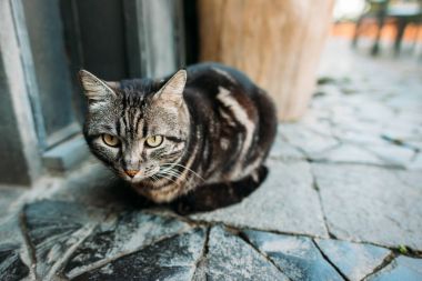 Bir sokak kedi, sokakta oturan güzel portresi