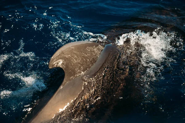 Δελφίνι Που Πηδάει Έξω Από Τον Γαλάζιο Ωκεανό — Φωτογραφία Αρχείου