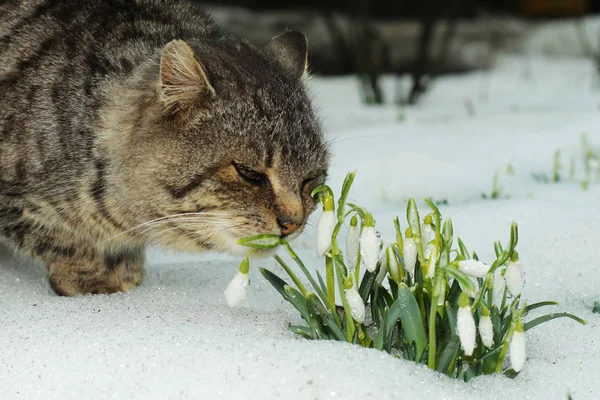 Cat meets spring\'s snowdrops