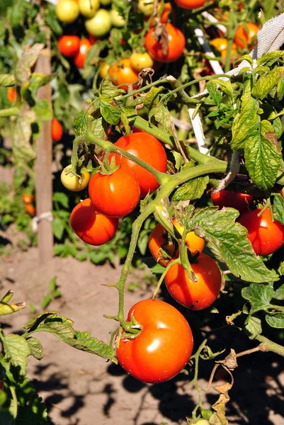 Red ukrainian tomatoes — Stock Photo, Image