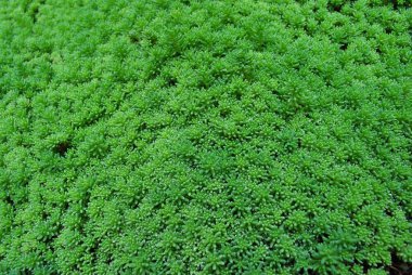 Yosun halısına su damlıyor.