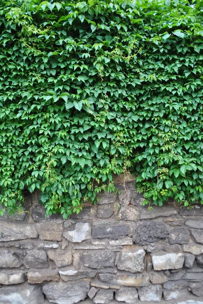 Muro Ladrillo Arbusto Flotando Hacia Abajo — Foto de Stock