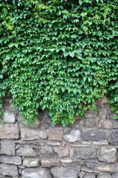Zielone Liście Ceglanej Ścianie — Zdjęcie stockowe