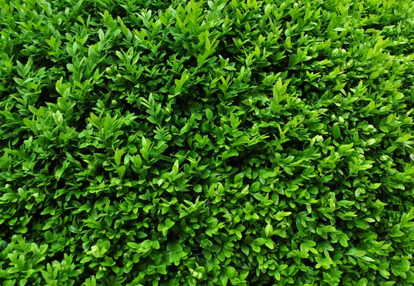 小叶子的绿色地毯 — 图库照片
