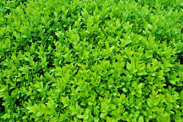 Arbustes Verts Frais Avec Petites Feuilles — Photo