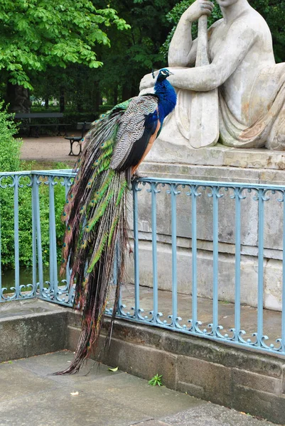 Krásná Indická Peafowl Varšavě — Stock fotografie