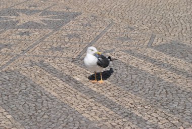 Lizbon, Portekiz 'de yalnız martı