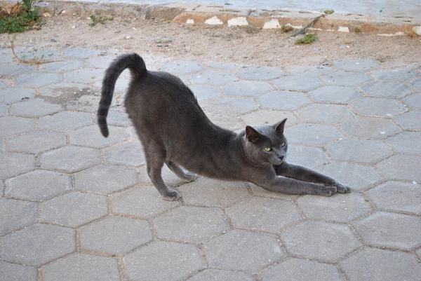 Chat Gris Paresseux Repos Lisbonne — Photo