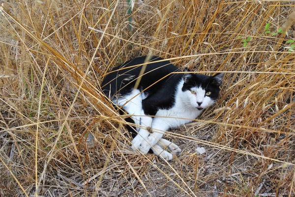 Černá Bílá Kočka Klouže Zemi Portugalsko — Stock fotografie