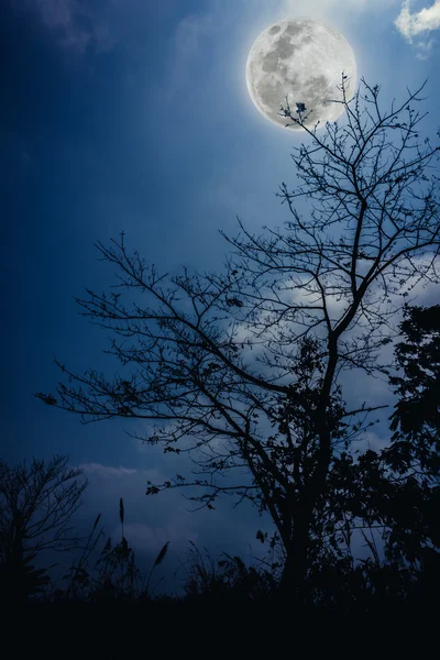 Silhuetas de árvore seca contra céu azul e belo luar . — Fotografia de Stock
