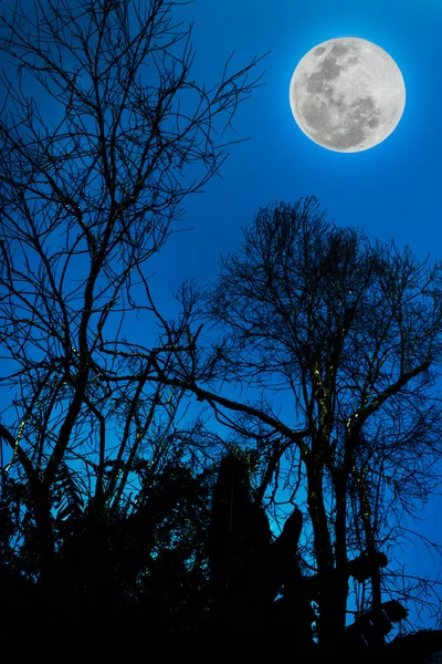Σιλουέτες των ξηρή δέντρο εναντίον του ουρανού και όμορφη Πανσέληνος. — Φωτογραφία Αρχείου