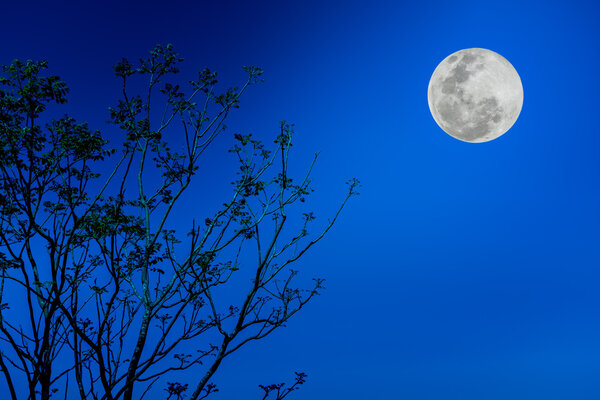 Silhouette the branches of trees against blue sky and beautiful full moon at night. Beauty of nature use as background. Outdoors. The moon were NOT furnished by NASA.