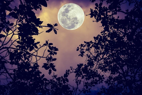 Silhouette i rami degli alberi contro il cielo notturno in luna piena — Foto Stock