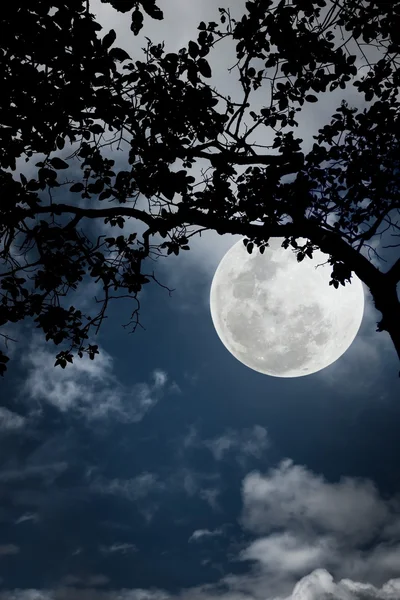 Silhouet van de takken van bomen tegen de nachtelijke hemel in een — Stockfoto