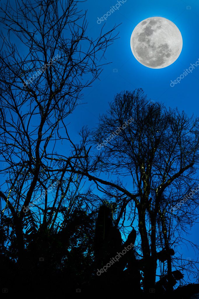 Blue Sky Full Moon But Not Blue Moon >> Silhouettes Of Dry Tree Against Sky And Beautiful Full Moon Stock Blue Sky Full Moon But Not Blue Moon >> Silhouettes Of Dry Tree Against Sky And Beautiful Full Moon Stock