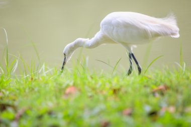 Yaban hayatı - beyaz sorguçlar hayvanlarda. Açık havada.