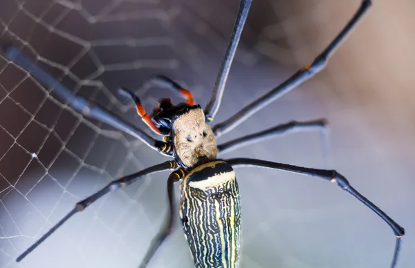 Closeup - pavouk na pavoučí pozadí přírody bokeh. — Stock fotografie