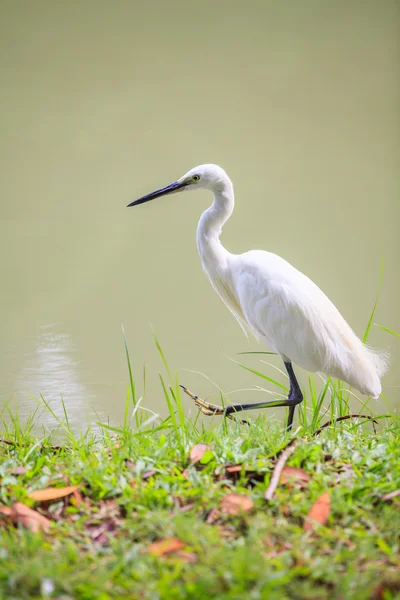 Animals in Wildlife. Side view of white egret walking on the waterfront — Stock fotografie