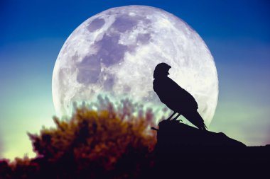 Gece gökyüzünde dolunay, ağaç ve karga silüeti 